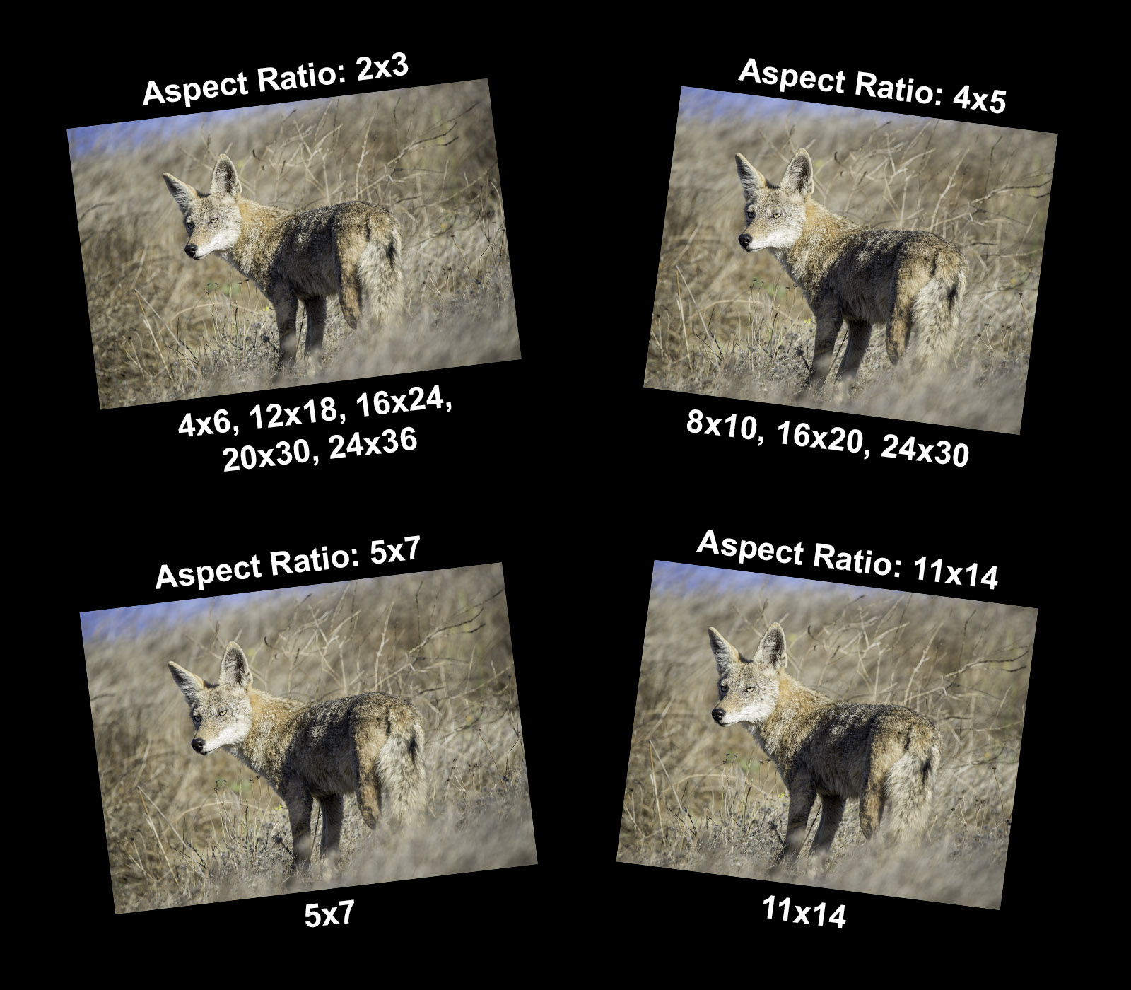 Image showing print sizes and aspect ratios available when printing the photograph.