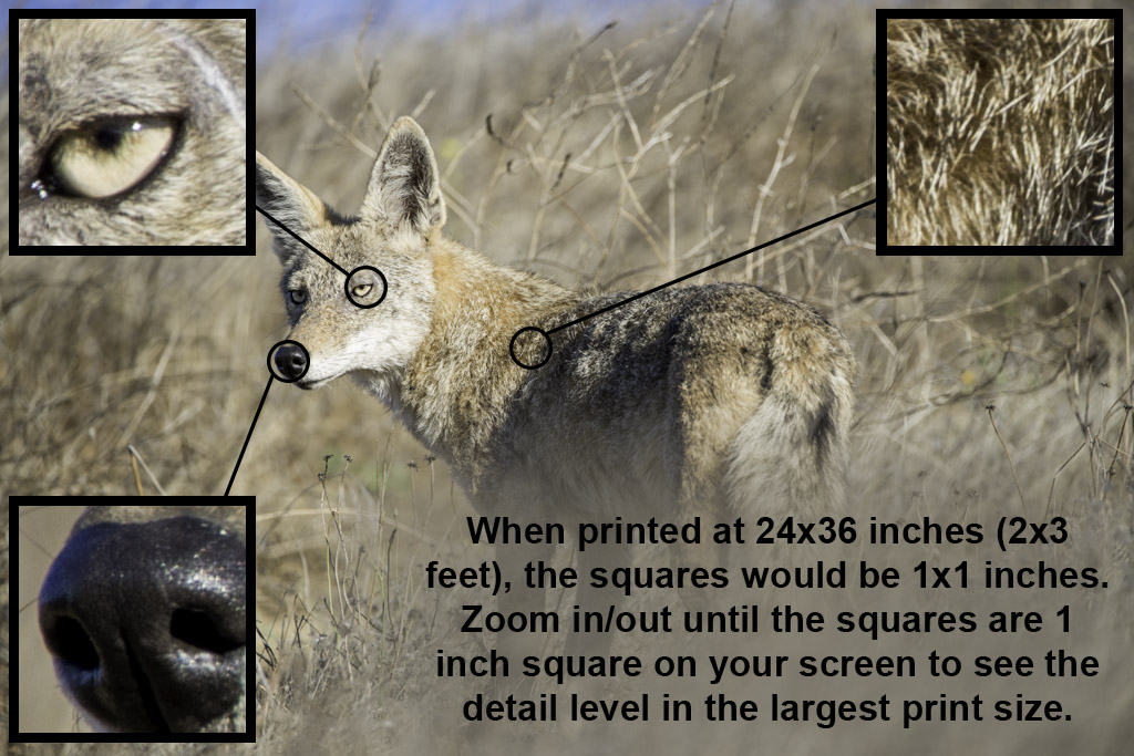 Image showing some zoomed in areas of the photograph to give the viewer an indication of the level of detail in the full sized photograph.