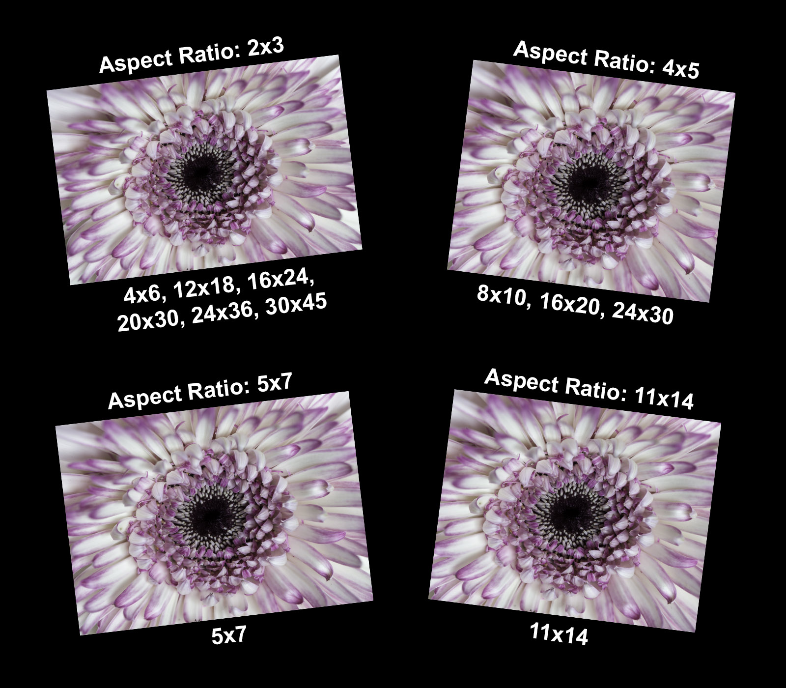 Image showing print sizes and aspect ratios available when printing the photograph.