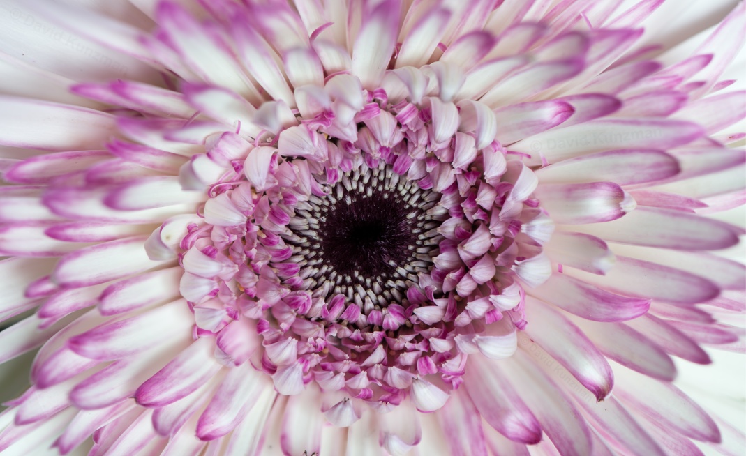 An extreme close-up view of a white and pink colored aster flower.  The overall photo is 80 megapixels.