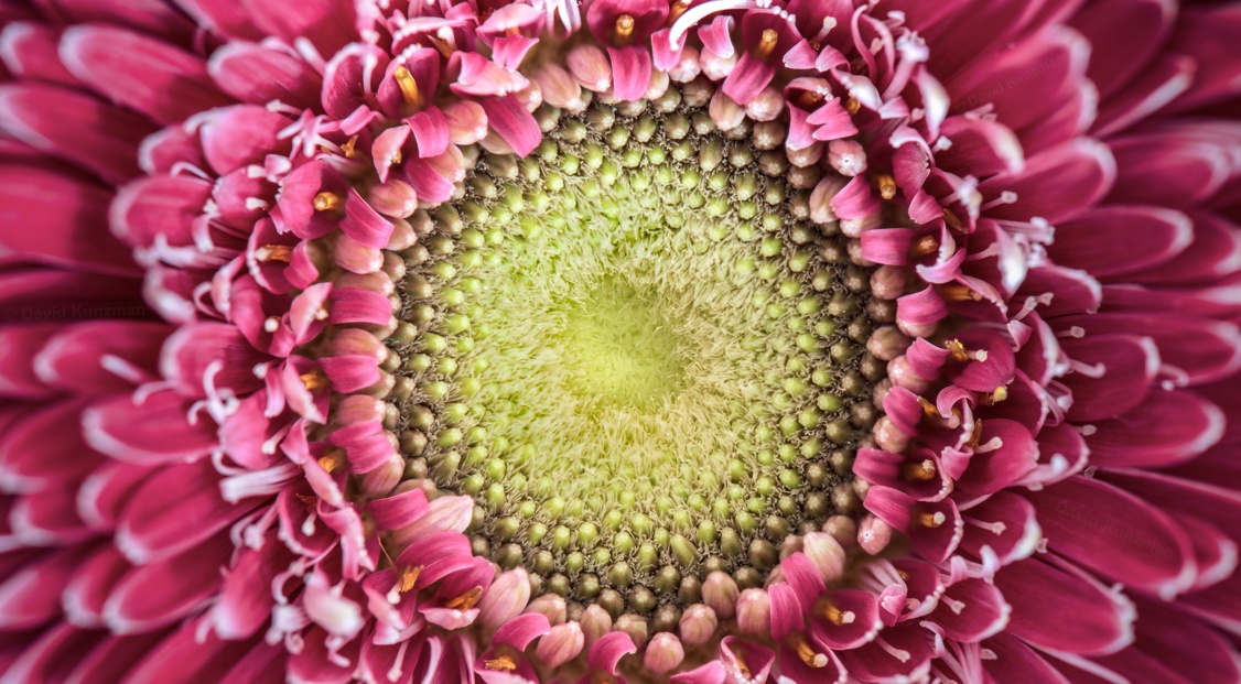 A macro photograph of a yellow and pink flower.