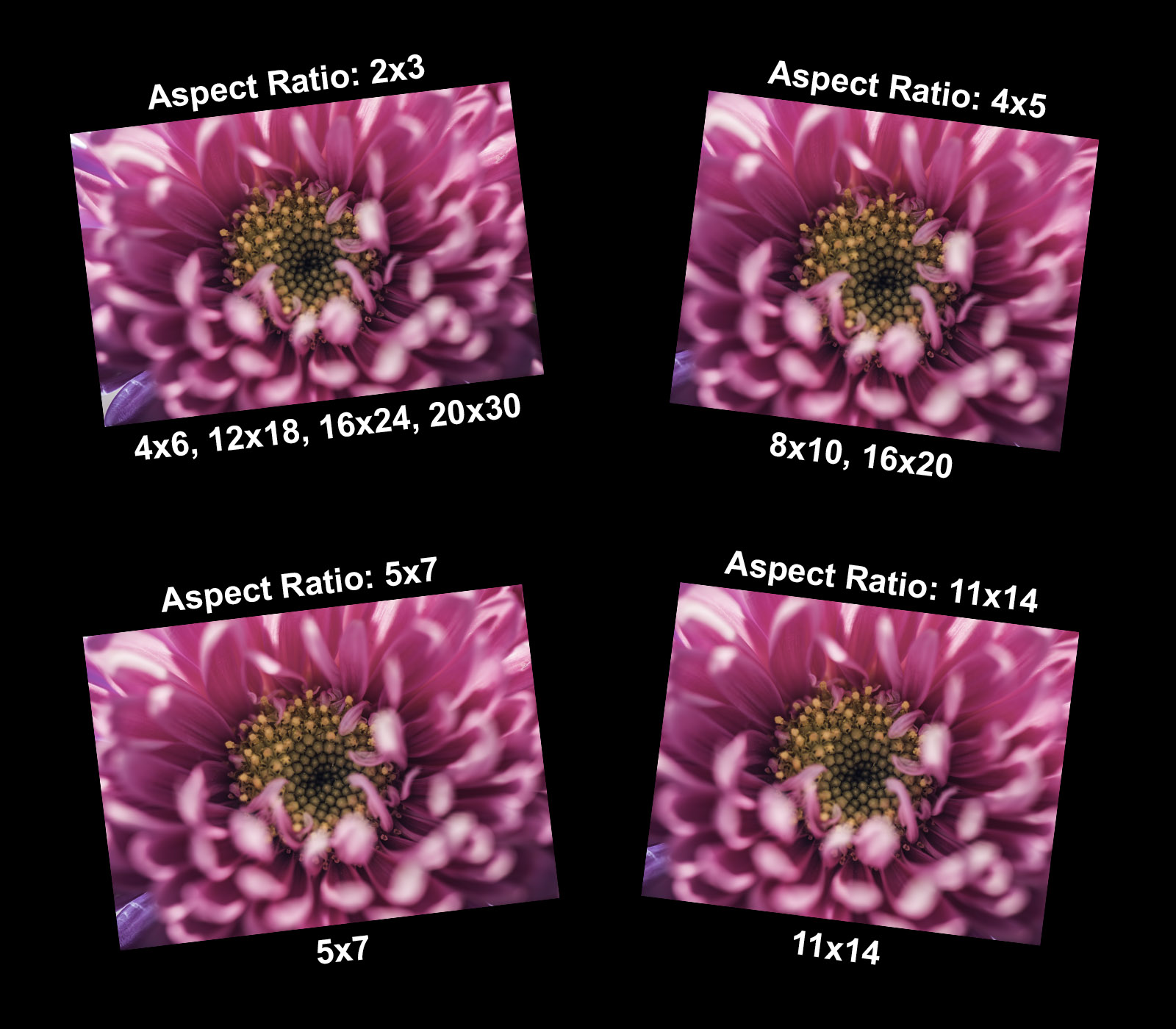 Image showing print sizes and aspect ratios available when printing the photograph.
