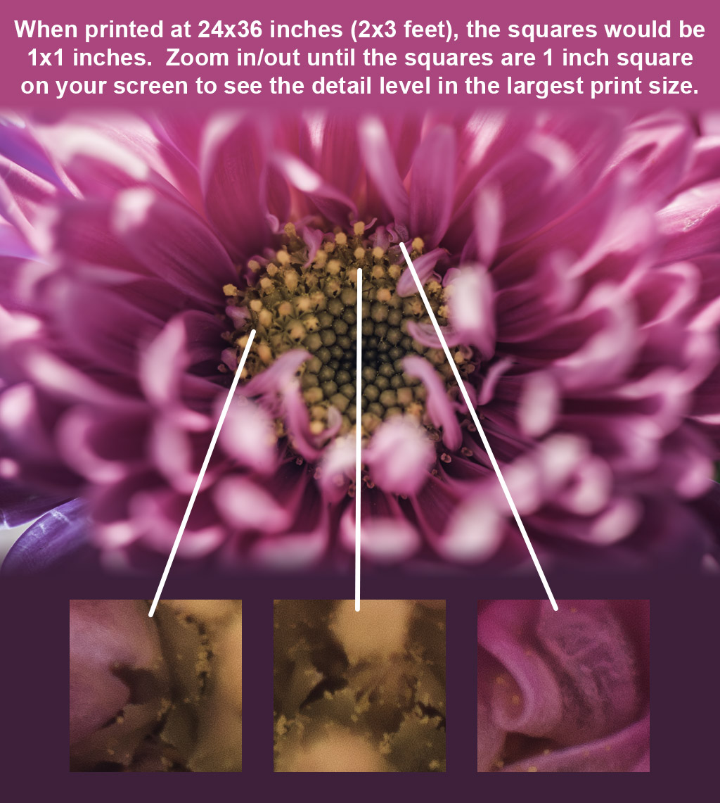 Image showing some zoomed in areas of the photograph to give the viewer an indication of the level of detail in the full sized photograph.