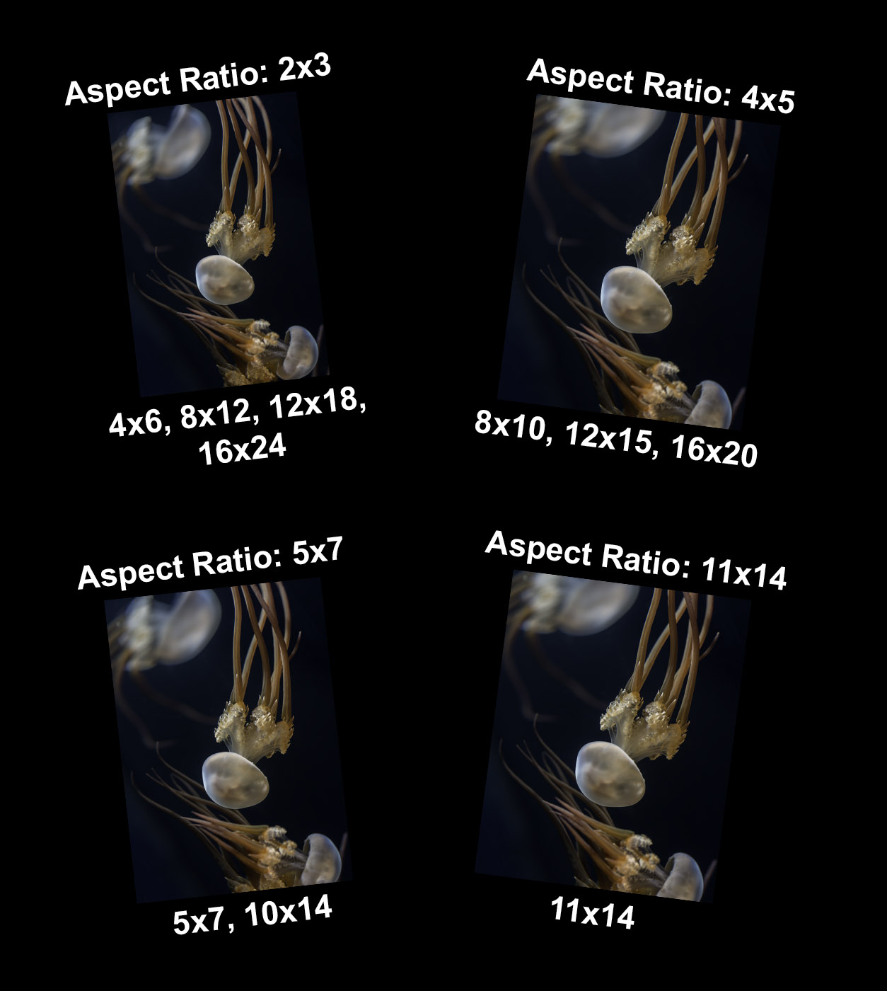 Image showing print sizes and aspect ratios available when printing the photograph.