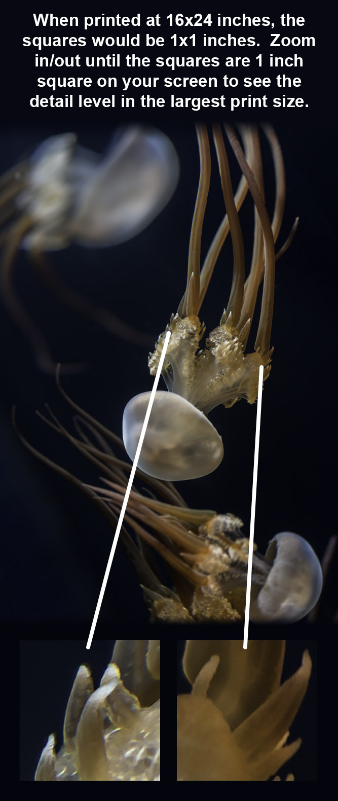 Image showing some zoomed in areas of the photograph to give the viewer an indication of the level of detail in the full sized photograph.
