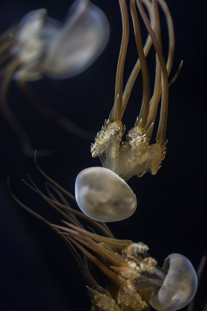 A photograph of a jellyfish.