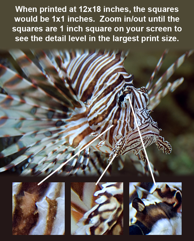 Image showing some zoomed in areas of the photograph to give the viewer an indication of the level of detail in the full sized photograph.