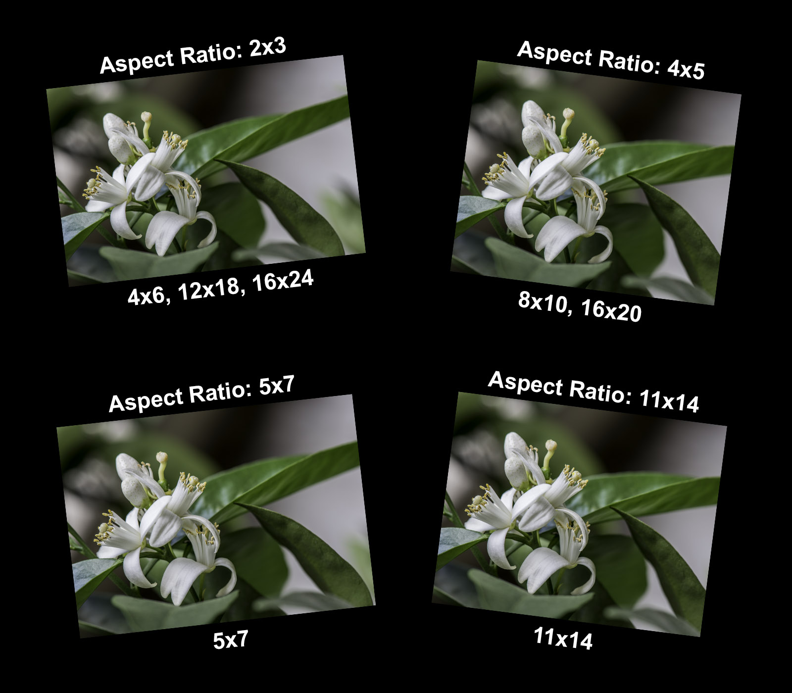 Image showing print sizes and aspect ratios available when printing the photograph.