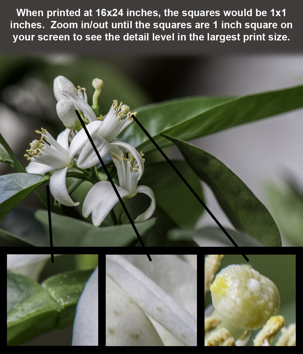 Image showing some zoomed in areas of the photograph to give the viewer an indication of the level of detail in the full sized photograph.